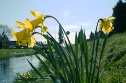 Osterblumen am KanaL