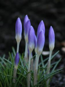 Krokusse