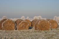 Letzte Vorr�te, Strohballen im Frost