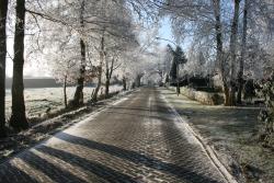 Allee bei Frost